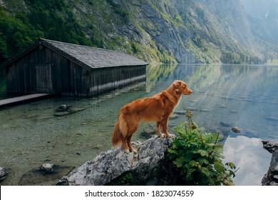 Dog On A Mountain Lake Near The Boat Station. Nova Scotia Duck Tolling Retriever In Nature