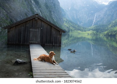 Dog On A Mountain Lake Near The Boat Station. Nova Scotia Duck Tolling Retriever In Nature