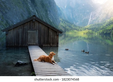 Dog On A Mountain Lake Near The Boat Station. Nova Scotia Duck Tolling Retriever In Nature