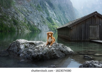 Dog On A Mountain Lake Near The Boat Station. Nova Scotia Duck Tolling Retriever In Nature