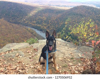 Dog On Mountain Top With Fall Foilage