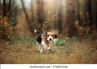 dog on nature in the park.beagle puppy. Pet for a walk - Shutterstock ID 1718072542