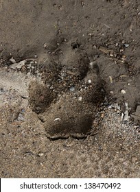 Dog On The Nature Trail