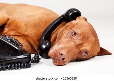 Dog On The Old Phone