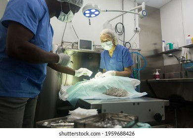 Dog on the operating table in a veterinary clinic. High quality photo