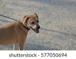 Dog on path