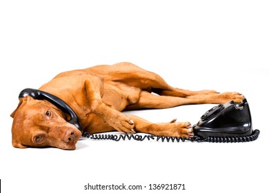Dog on the phone