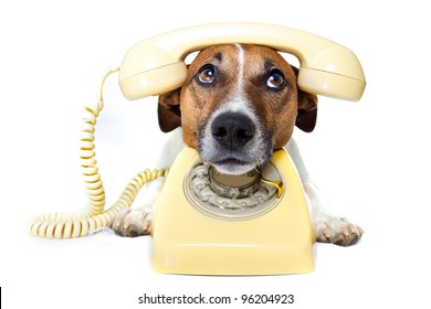 Dog On The Phone