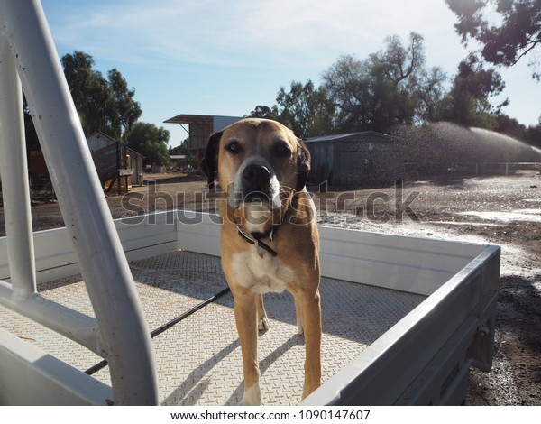 a dog on pick-up\
truck