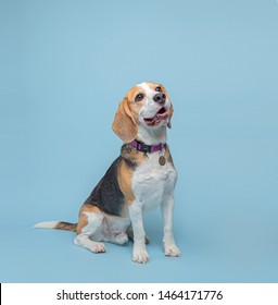 Dog On Plain And Coloured Backgrounds