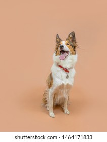 Dog On Plain And Coloured Backgrounds