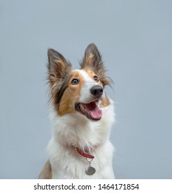 Dog On Plain And Coloured Backgrounds