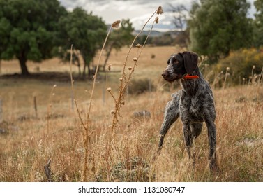 Royalty Free Pointer Dog Stock Images Photos Vectors Shutterstock