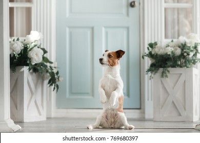 Dog On The Porch. Little Jack Russell Terrier Outside The House