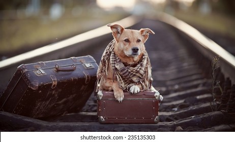 suitcase with dogs on it