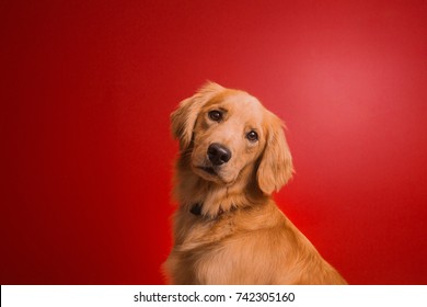 Dog On Red Background