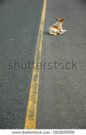 Similar – Image, Stock Photo go for a walk Dog 1 Animal