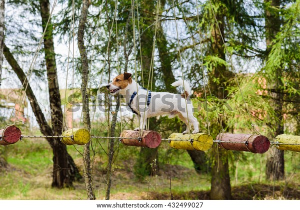 Dog\
on rope bridge for team building training\
activities