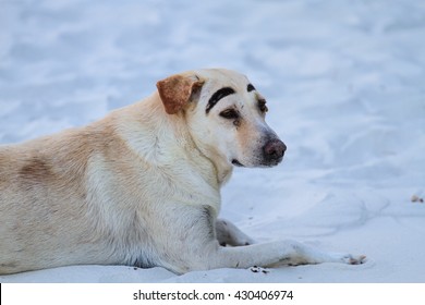 Dog On The Sand. Blue Tone.