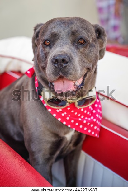Dog on seat in red
car and with sunglasses