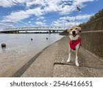 Dog on Serpentine Wall in Cincinnati