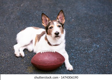 Dog on sports pavement, near rugby ball, American football Wilson, NFL football team. Jack Russell Terrier. Copy-space - Powered by Shutterstock