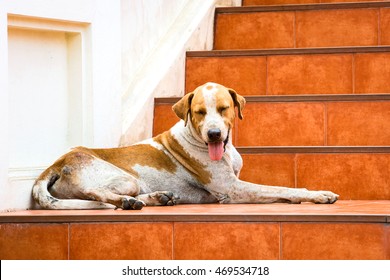 Dog On Stairs