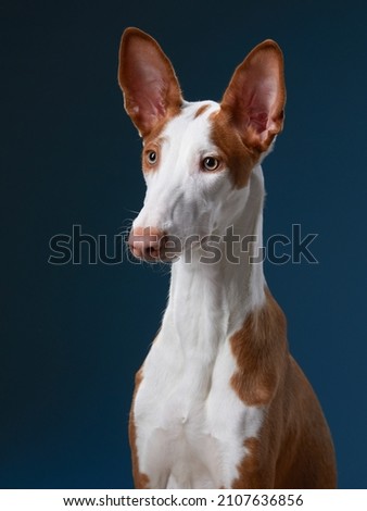 dog on in the studio. portrait spanish greyhound, podenko ibitsenko