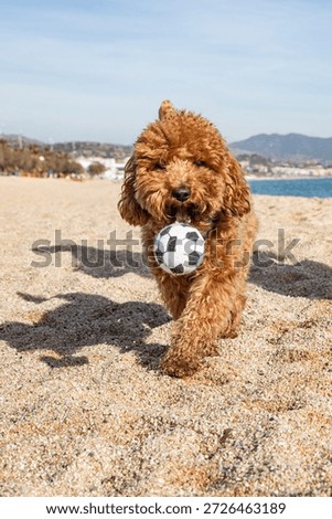dog on summer beach with ball. Beautiful dog poodle