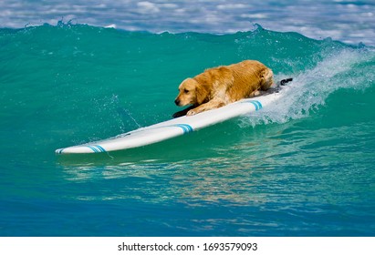 Dog On A Surf Caught A Wave