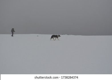 Dog On Top Of Ben Nevis, Scotland