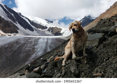 Dog Mountain Images Stock Photos Vectors Shutterstock