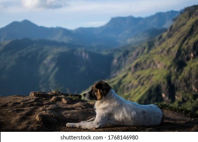 Dog on top of mountain peak stay calm relaxing