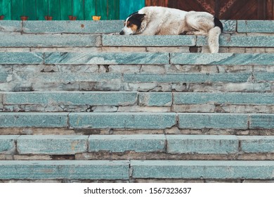 Dog Is On Top Of The Stairs