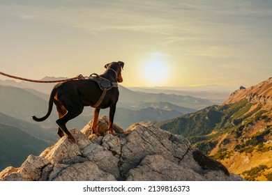 Dog On The Trail In Belianske Tatry (Belianske Tatras), Slovakia