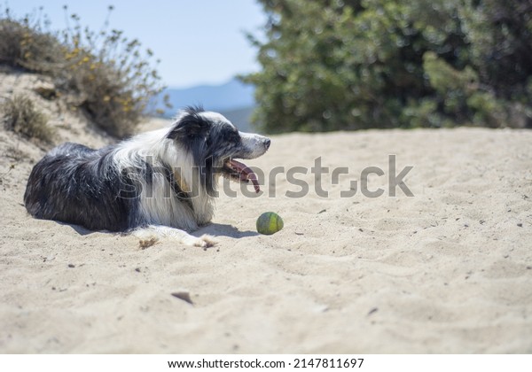 A dog on vacation. Border collie by the sea.\
Swimming dog in the sea. Spending holidays with dog at sea.\
Traveling by car with the\
dog.
