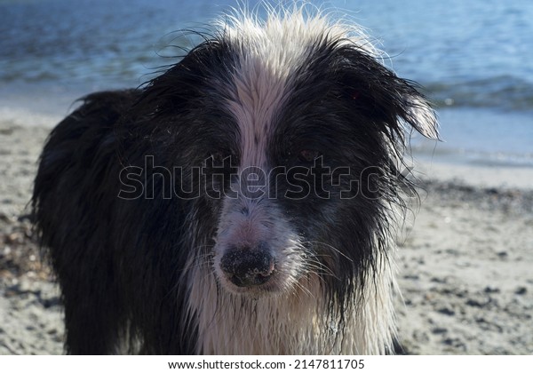 A dog on vacation. Border collie by the sea.\
Swimming dog in the sea. Spending holidays with dog at sea.\
Traveling by car with the\
dog.