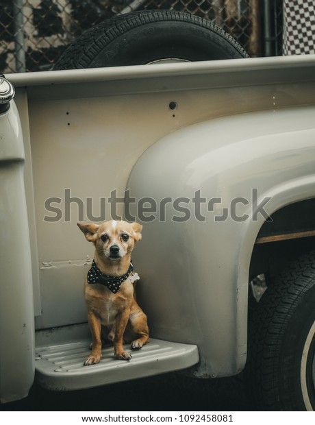 Dog on vintage\
truck