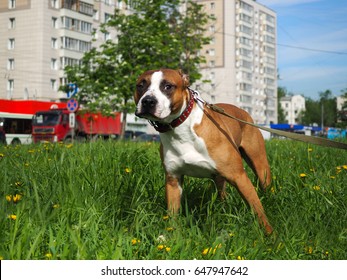 The dog on the walk. Background city street. Green grass, blue sky