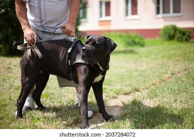Dog dog on a walk. The owner holds a big dog. Black dog with long paws.