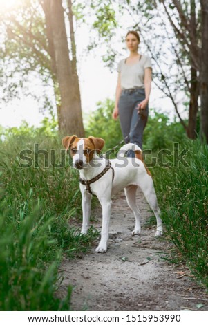 Dog on a walk with the owner. Jack Russell Terrier. Parson Russell Terrier. Girl is training a dog. Girl walking her puppy in the park.Dog near the owner. Together in the woods.