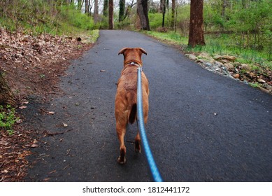 Dog On Walk Through Forest