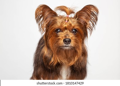 A Dog On A White Background