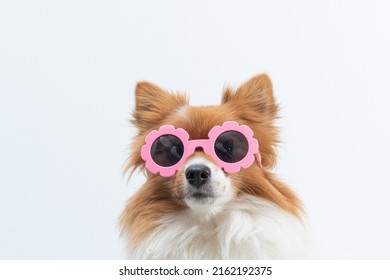 Dog On White Background Pink Glasses