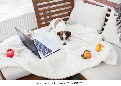 Dog On White Cozy Blanket With Laptop. Home Office Concept. Designated Work From Home Area In Living Room. Adorable Doggy Sitting Alone On The Couch