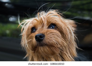 Dog On The Wind