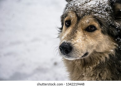 dog on a winter day with snowflakes on his head
