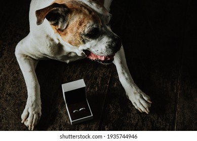 Dog On Wooden Floor Next To Wedding Bands