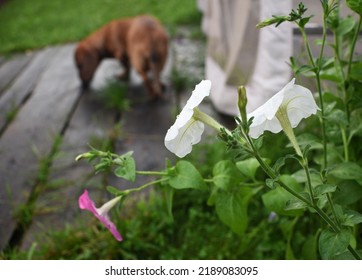 Dog On The Wooden Veranda After Rain