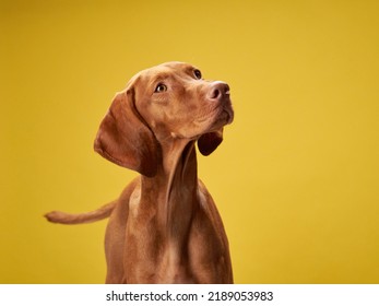 dog on on a yellow background. Charming and emotional Hungarian Vizsla - Powered by Shutterstock